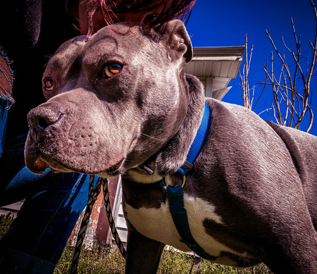 Entry image for Bruno. Clicking this image will show a larger photo