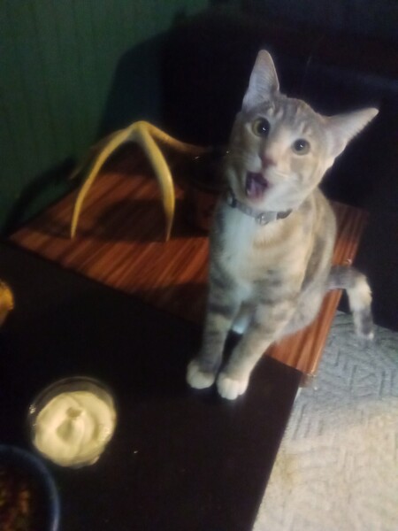 Entry image for Kittygirl. Clicking this image will show a larger photo