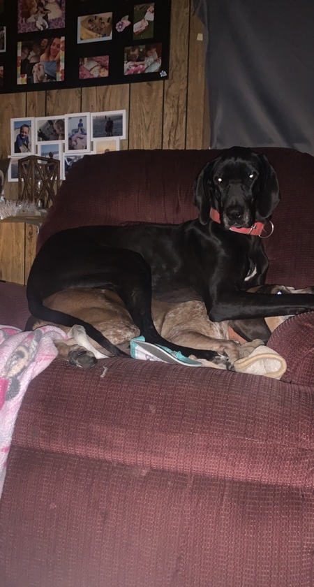 Entry image for Lola and Lucy. Clicking this image will show a larger photo