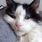 Entry image for Jack Abraham Resnick 