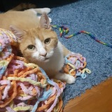 Entry image for Mango