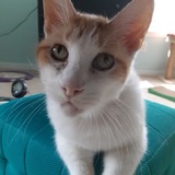 Entry image for Cookie