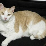 Entry image for Cedric