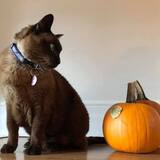 Entry image for Cocoa