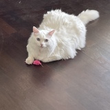 Entry image for Frost