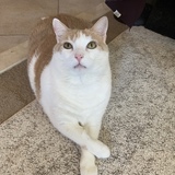 Entry image for Owen 