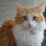 Entry image for Tybalt