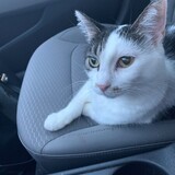 Entry image for Purrscilla