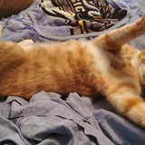 Entry image for Lemieux 