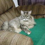 Entry image for Olive (GA)