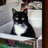 Entry image for Chessie Stinkbug 