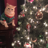 Entry image for Tubby