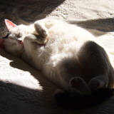 Entry image for Snowcrash (GA)