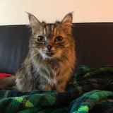 Entry image for Willow