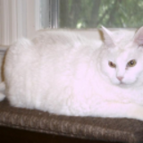 Entry image for China White (GA)