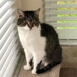 Entry image for Marcella