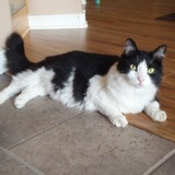 Entry image for Gizmo (GA)