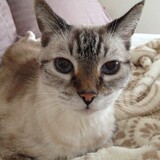 Entry image for Cootie