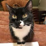 Entry image for Luci