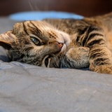 Entry image for Nonie