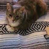 Entry image for Texas