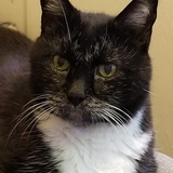 Entry image for Tayo 