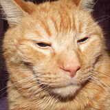 Entry image for Merlyn