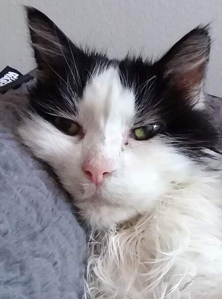 Entry image for Jack Abraham Resnick . Clicking this image will show a larger photo