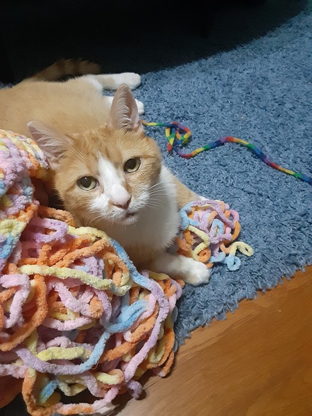 Entry image for Mango. Clicking this image will show a larger photo