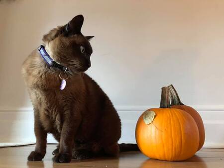 Entry image for Cocoa. Clicking this image will show a larger photo