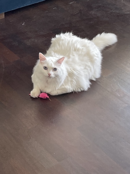 Entry image for Frost. Clicking this image will show a larger photo