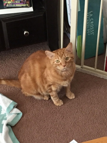 Entry image for Sir Maximus (GA). Clicking this image will show a larger photo