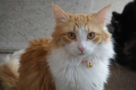 Entry image for Tybalt. Clicking this image will show a larger photo