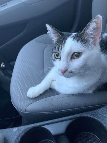 Entry image for Purrscilla. Clicking this image will show a larger photo