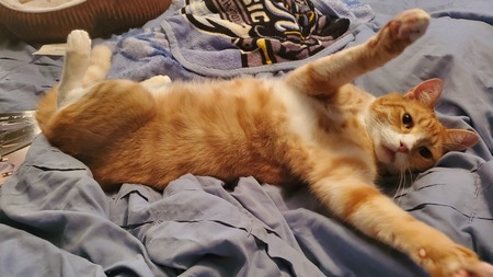 Entry image for Lemieux . Clicking this image will show a larger photo