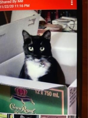 Entry image for Chessie Stinkbug . Clicking this image will show a larger photo