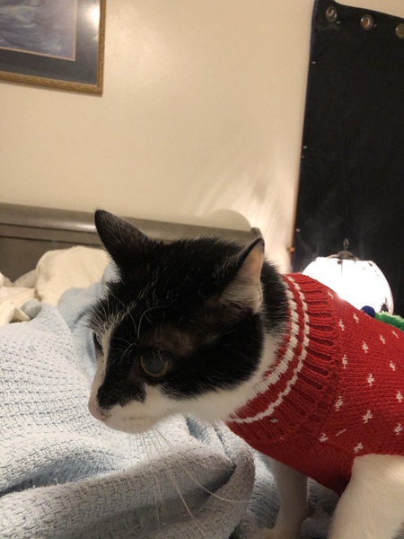 Entry image for Henry . Clicking this image will show a larger photo