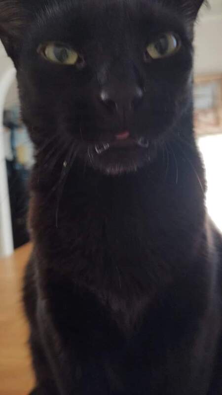 Entry image for Adam . Clicking this image will show a larger photo