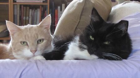 Entry image for Wally and Sebastian. Clicking this image will show a larger photo