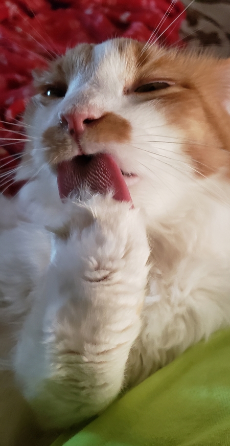 Entry image for Julian . Clicking this image will show a larger photo