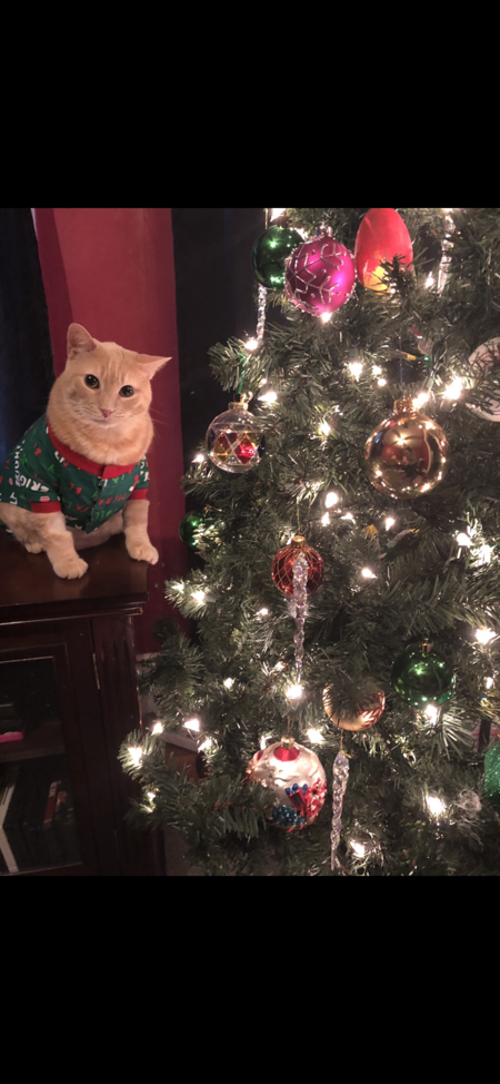 Entry image for Tubby. Clicking this image will show a larger photo