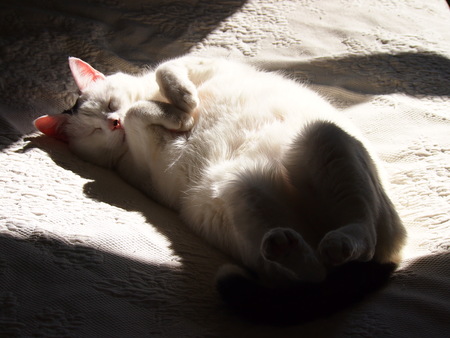 Entry image for Snowcrash (GA). Clicking this image will show a larger photo