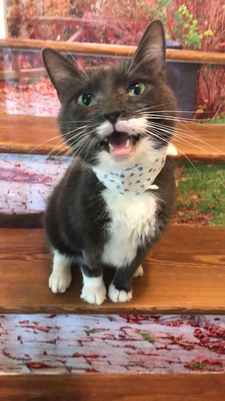 Entry image for Carolina Grace. Clicking this image will show a larger photo