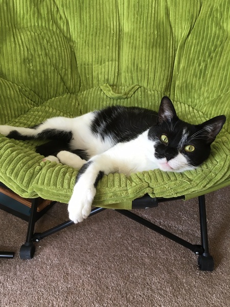 Entry image for Mr. Harold. Clicking this image will show a larger photo