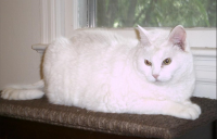 Entry image for China White (GA). Clicking this image will show a larger photo