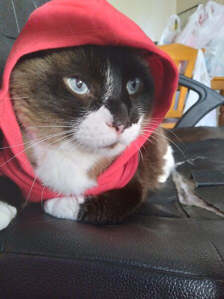 Entry image for Emmett. Clicking this image will show a larger photo