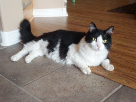 Entry image for Gizmo (GA). Clicking this image will show a larger photo