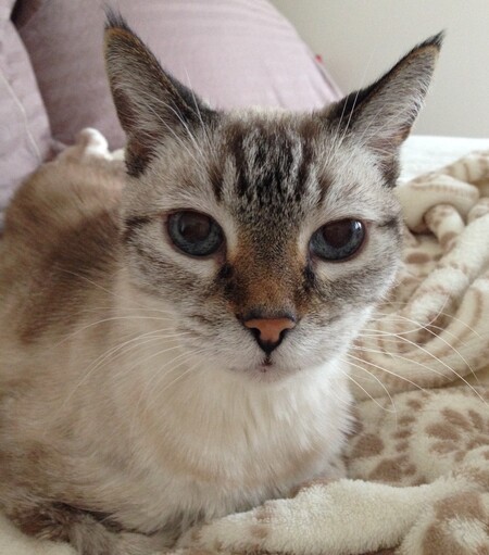 Entry image for Cootie. Clicking this image will show a larger photo