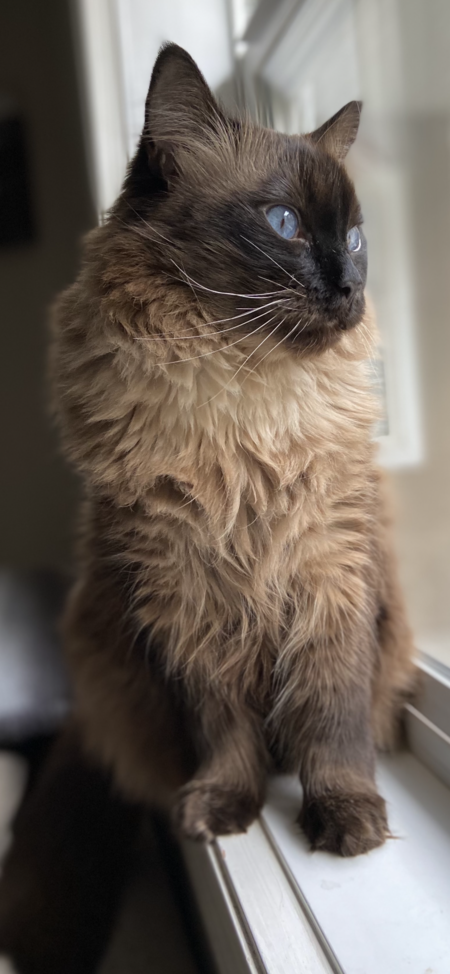 Entry image for Ruckus . Clicking this image will show a larger photo