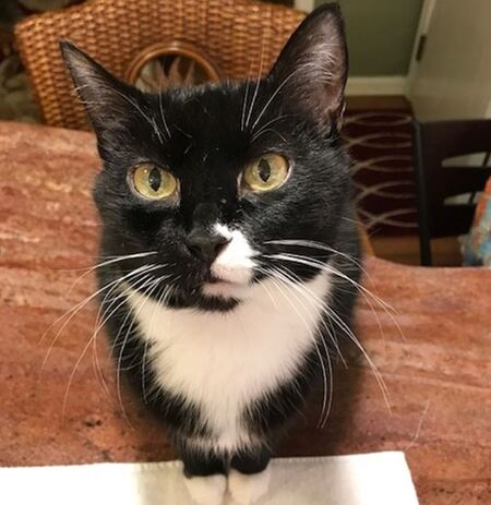 Entry image for Luci. Clicking this image will show a larger photo